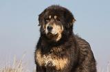 DOGUE DU TIBET 200